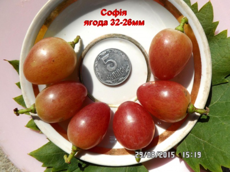 Величина ягод винограда София