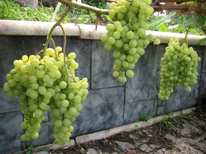 Посадка винограда в сибири 