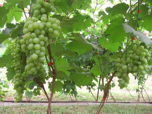 Как вырастить виноград супер экстра 