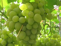 Как правильно ухаживать за виноградом