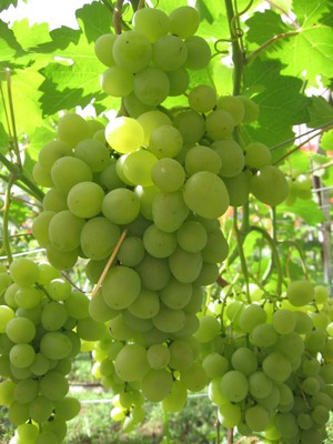 Как правильно ухаживать за виноградом