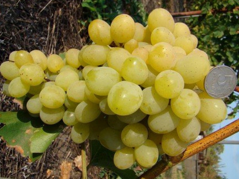 Как выращивается виноград