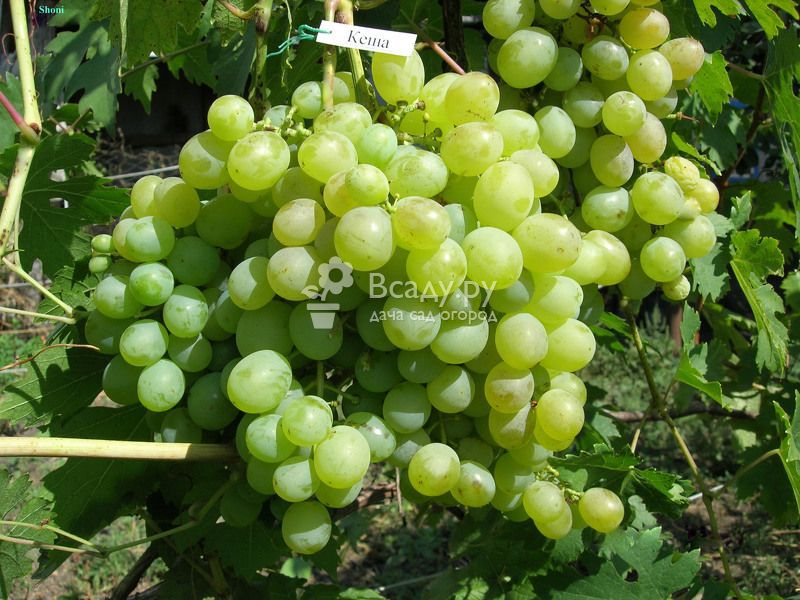 Способы ввыращивания винограда