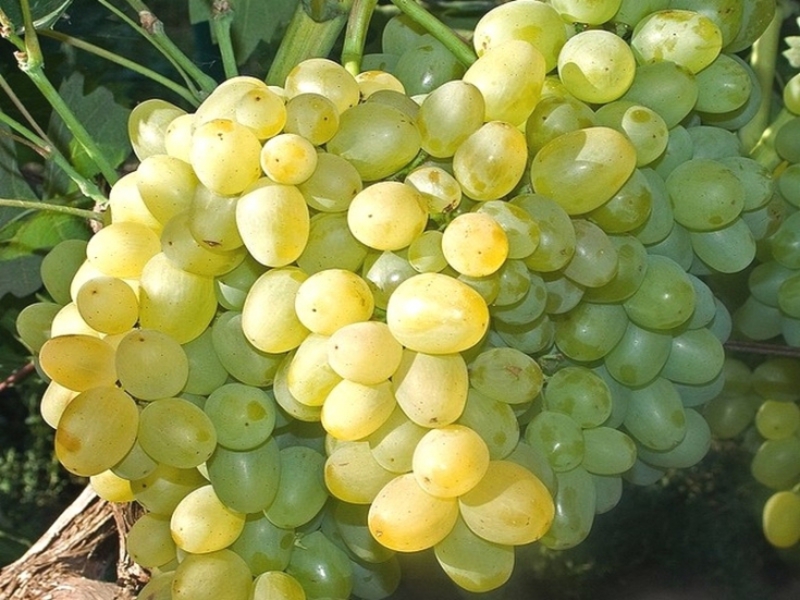 Выращивание винограда супер экстра 