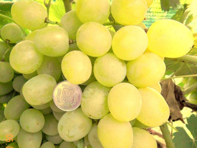 Описание плодов винограда супер экстра 