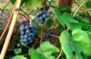 Виноград сорт зилга