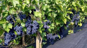 Как выглядит виноград сорта зилга