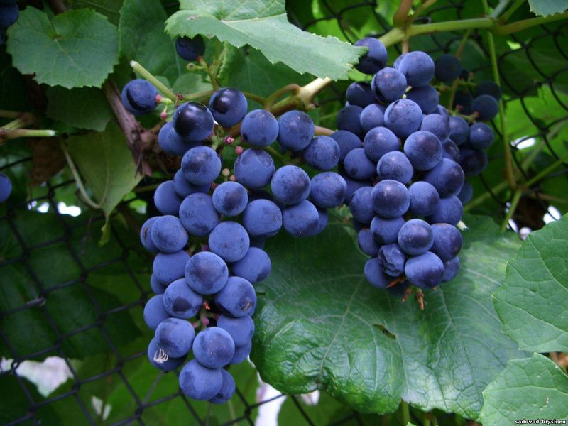 Как растет виноград зилга