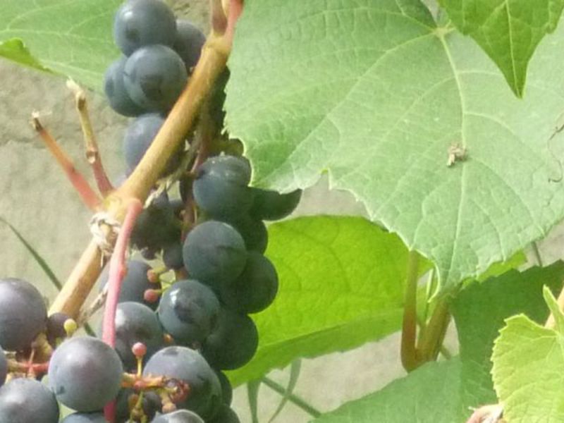 Правила посадки винограда зилга