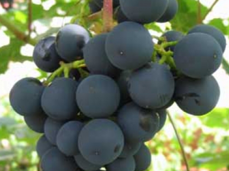 Черный виноград зилга