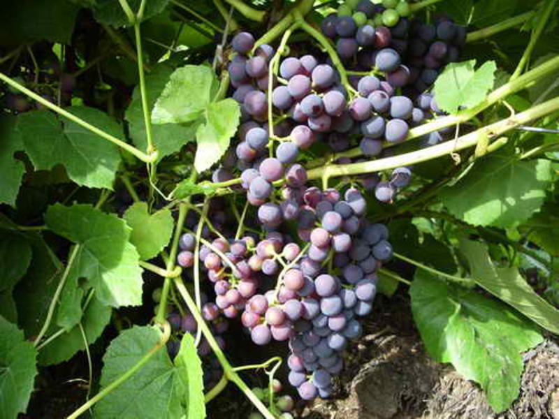 Внешний вид винограда зилга
