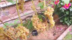 Как растет  виноград тасон