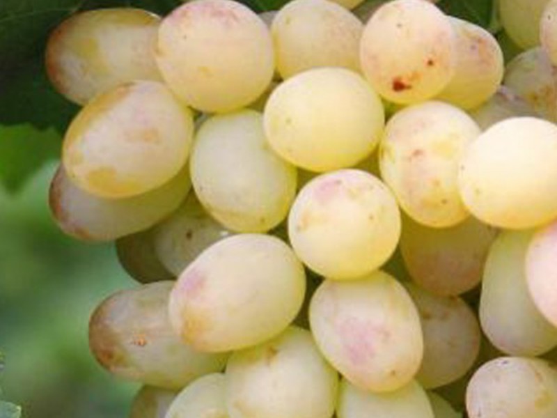 Как вырастить виноград 