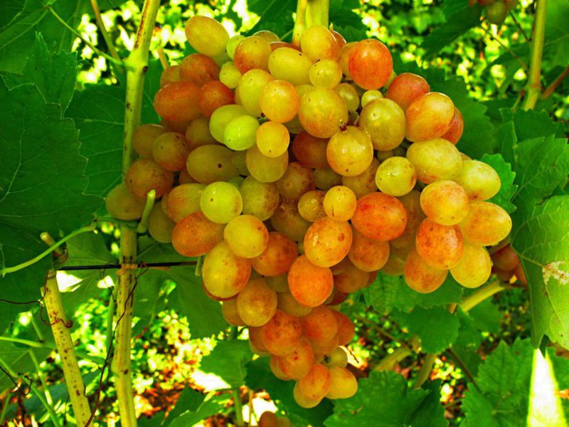 Описание сорта винограда 