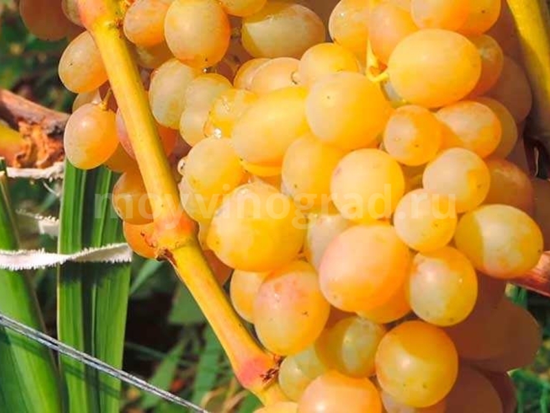 Правила выращивания винограда тасон