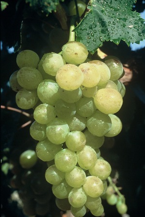 Белый сорт винограда