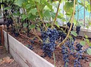 Виноград сорта блау