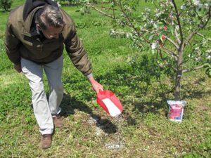 Чем удобрять грушу весной во время цветения