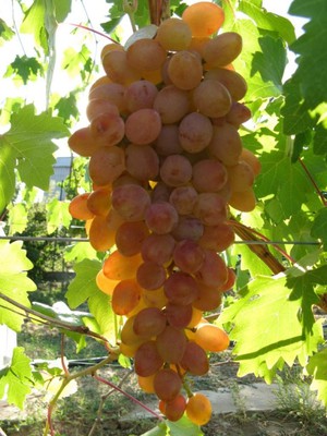 Описание  сорта винограда Румба