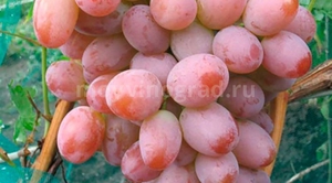 Подкормка винограда сорта Румба