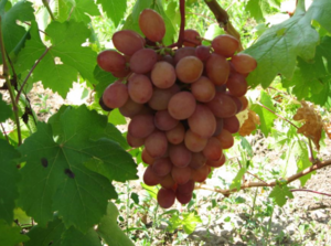 Полив винограда сорта Румба