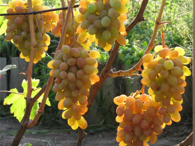 Спелые кисти винограда сорта румба