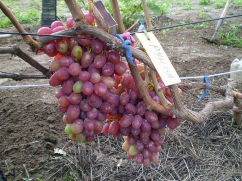 Спелые ягоды винограда сорта румба