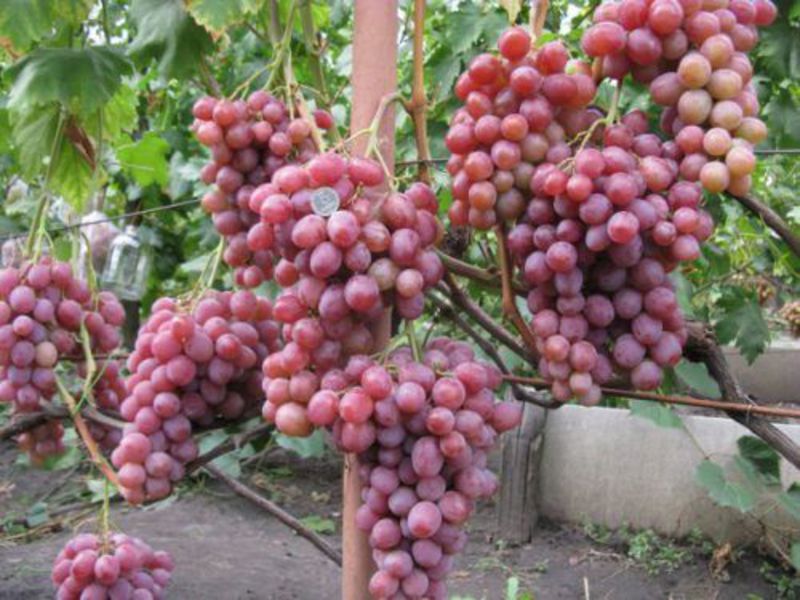 Высокая урожайность винограда сорта румба