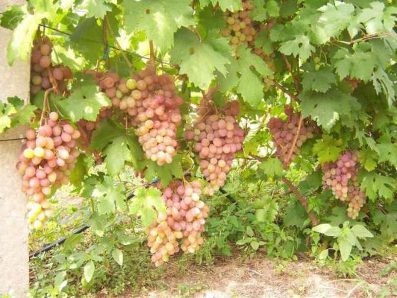 Кусты винограда сорта румба со спелыми кистями