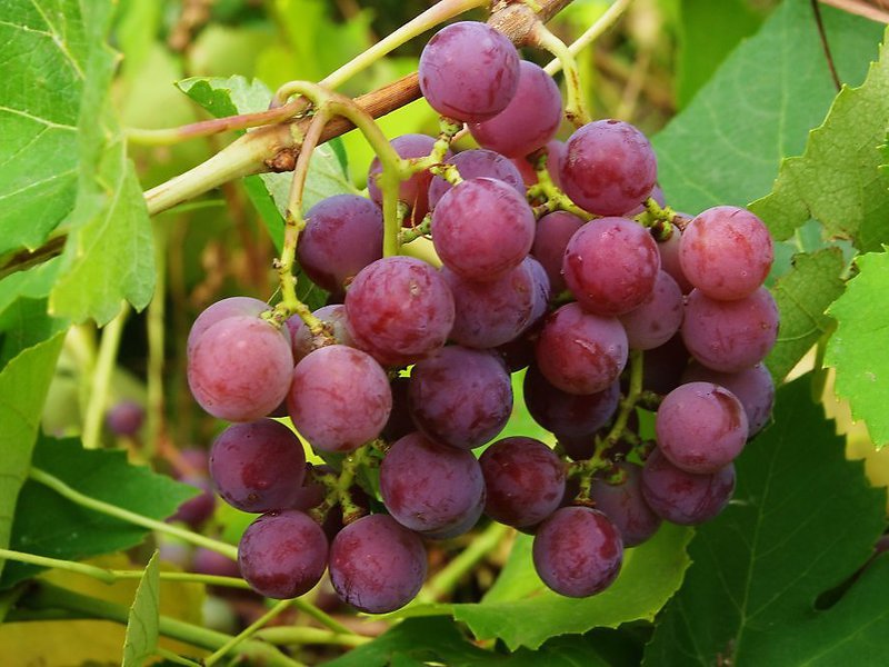 Какими удобрениями подкормить виногград
