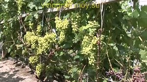 Уход за виноградом в Сибирском регионе