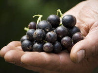 Сорта чёрной смородины-выращивание