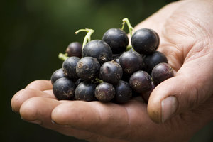 Сорта чёрной смородины-выращивание