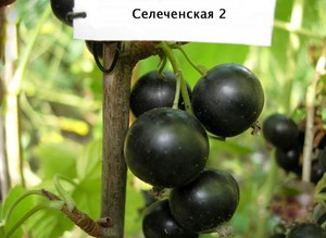 Сорт черной смородины Селечинская