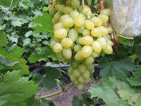 Использование винограда аркадия