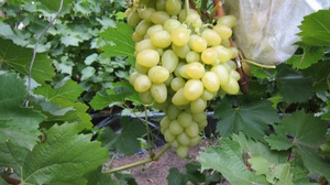 Использование винограда аркадия