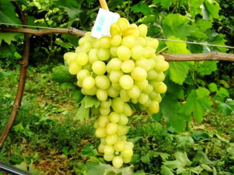 Вкусыный сорта винограда