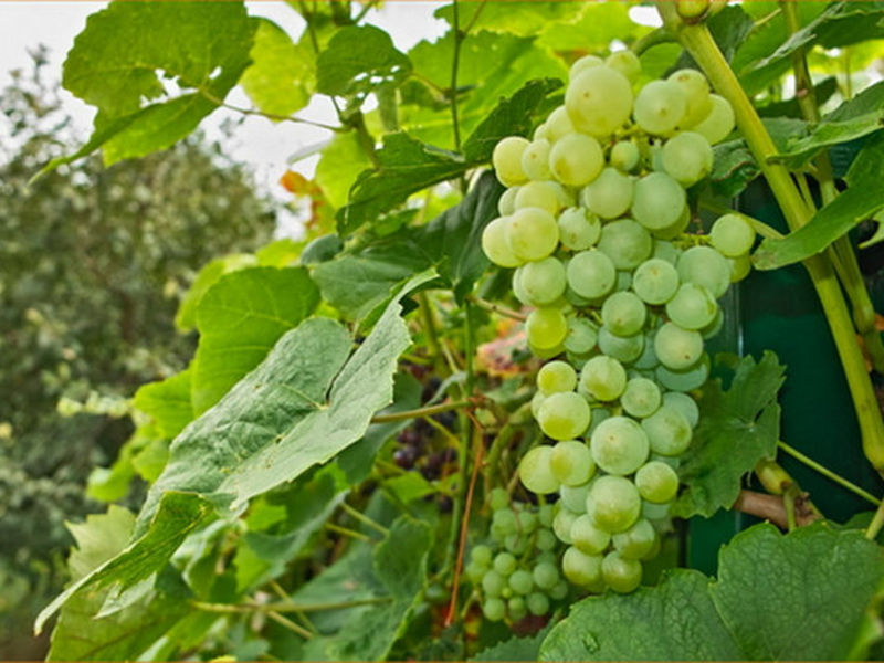 Чем подкармливать виноград