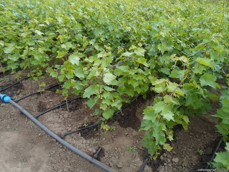 Как посадить виноград аркадий