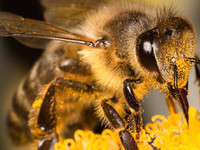 Продолжительность жизни пчел