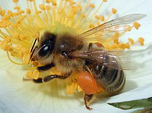 Как долго живут пчелы