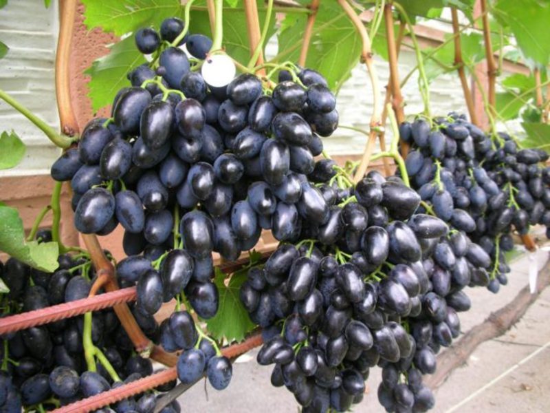 Кисть черного винограда
