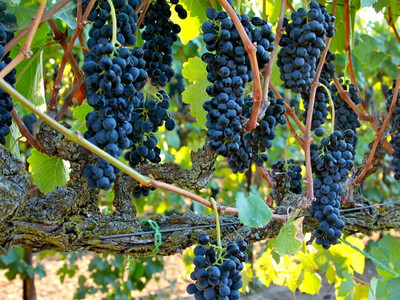 Название виноградов сорта и фото
