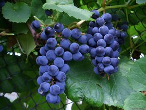 Как посадить и вырастить виноград