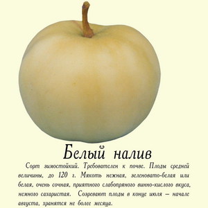 Описание сорта яблонь
