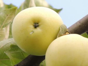 Как вырастить яблоню белый налив