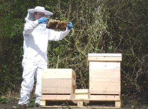 Технология пчеловодство