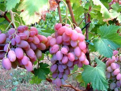 Виноград водограй описание и характеристики плюсы и минусы сорта выращивание