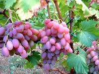 Внешний вид виноградного сорта Водограй