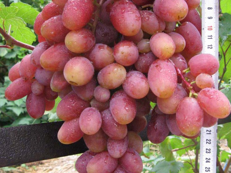 Как вырастить виноград Водограй